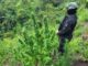 Erradican más de 20 mil arbustos de coca en montaña de Olanchito; autoridades advierten que la siembra ilegal persiste