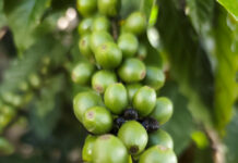 Honduras acelera adaptación a ley europea para mantener el acceso de su café a la UE