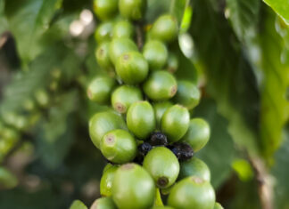 Honduras acelera adaptación a ley europea para mantener el acceso de su café a la UE