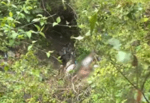 Encuentran cuerpo de una de las personas raptadas en la aldea Mateo, FM