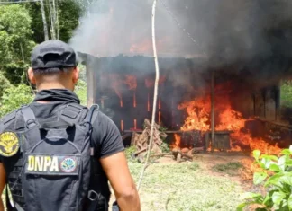 Autoridades erradican e incineran 40 mil arbustos de hoja de coca en Olancho