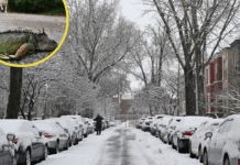 Estados Unidos enfrenta temperaturas bajas históricas que hasta congelan a las iguanas