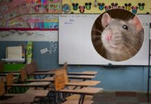 Plaga de roedores afecta centros educativos en Choluteca y obliga a pedir donación de gatos