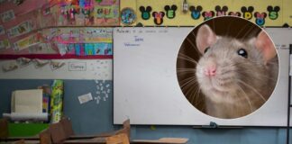 Plaga de roedores afecta centros educativos en Choluteca y obliga a pedir donación de gatos