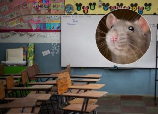 Plaga de roedores afecta centros educativos en Choluteca y obliga a pedir donación de gatos
