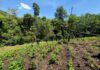 FFAA aseguran más de 24 mil arbustos de coca en zona montañosa de Bonito Oriental