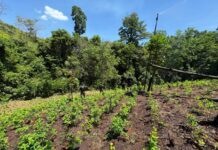 FFAA aseguran más de 24 mil arbustos de coca en zona montañosa de Bonito Oriental