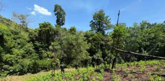 FFAA aseguran más de 24 mil arbustos de coca en zona montañosa de Bonito Oriental
