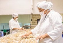 Camaroneros alertan sobre una crisis por calor extremo y aumento de salinidad en fincas acuícolas
