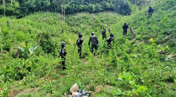 FFAA aseguran más de 20 mil arbustos de supuesta coca en Colon