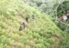 FF.AA. asegura plantación con 33 mil arbustos de hoja de coca en Bonito Oriental, Colón, en operativo contra el narcotráfico