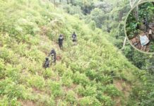 FF.AA. asegura plantación con 33 mil arbustos de hoja de coca en Bonito Oriental, Colón, en operativo contra el narcotráfico