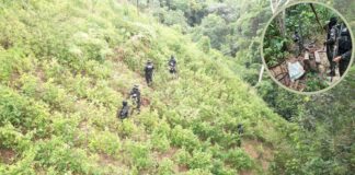 FF.AA. asegura plantación con 33 mil arbustos de hoja de coca en Bonito Oriental, Colón, en operativo contra el narcotráfico