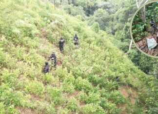 FF.AA. asegura plantación con 33 mil arbustos de hoja de coca en Bonito Oriental, Colón, en operativo contra el narcotráfico