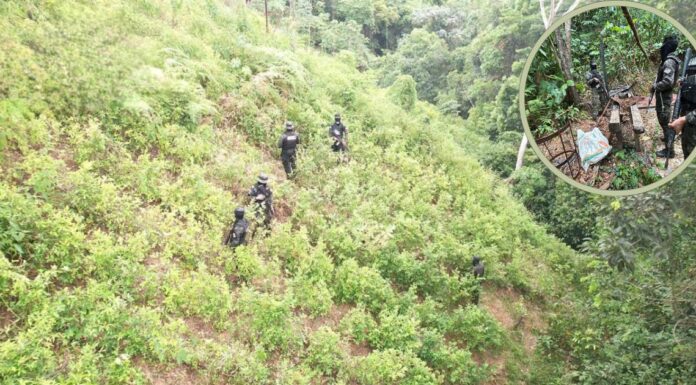 FF.AA. asegura plantación con 33 mil arbustos de hoja de coca en Bonito Oriental, Colón, en operativo contra el narcotráfico