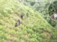 FF.AA. asegura plantación con 33 mil arbustos de hoja de coca en Bonito Oriental, Colón, en operativo contra el narcotráfico