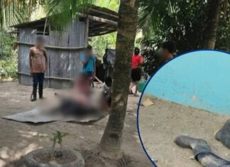 Nueva masacre: asesinan a 14 personas en finca de palma africana en Trujillo, Colón