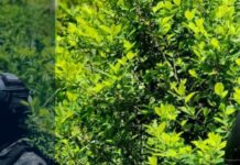 FF. AA. aseguran 7,500 arbustos de coca durante operación antidrogas en Colón