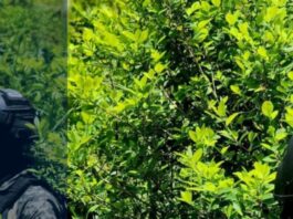 FF. AA. aseguran 7,500 arbustos de coca durante operación antidrogas en Colón