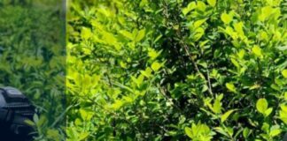 FF. AA. aseguran 7,500 arbustos de coca durante operación antidrogas en Colón