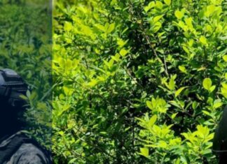 FF. AA. aseguran 7,500 arbustos de coca durante operación antidrogas en Colón