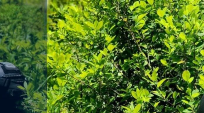 FF. AA. aseguran 7,500 arbustos de coca durante operación antidrogas en Colón