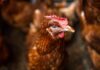 Autoridades sacrifican aves en granja hondureña para contener brote de gripe aviar