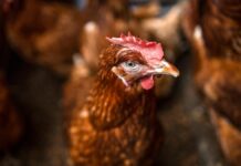 Autoridades sacrifican aves en granja hondureña para contener brote de gripe aviar