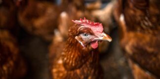 Autoridades sacrifican aves en granja hondureña para contener brote de gripe aviar