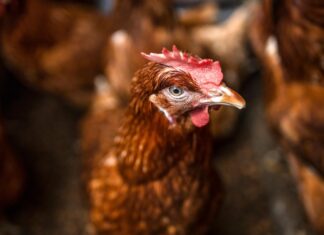 Autoridades sacrifican aves en granja hondureña para contener brote de gripe aviar