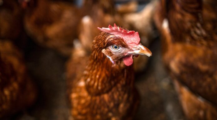 Autoridades sacrifican aves en granja hondureña para contener brote de gripe aviar