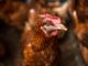 Autoridades sacrifican aves en granja hondureña para contener brote de gripe aviar