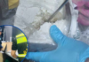Autoridades decomisan supuesta cocaína oculta en encomiendas de lácteos con destino a Estados Unidos
