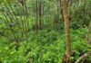 Aseguran más de 16 mil arbustos de coca en Atlántida