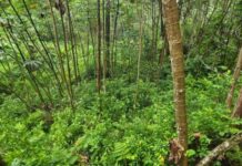 Aseguran más de 16 mil arbustos de coca en Atlántida