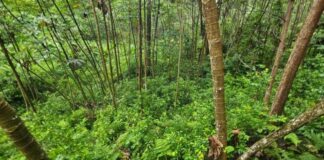 Aseguran más de 16 mil arbustos de coca en Atlántida