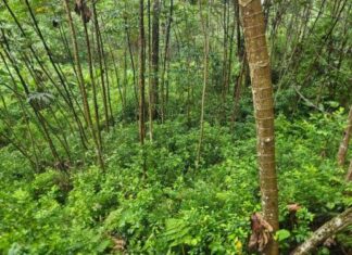 Aseguran más de 16 mil arbustos de coca en Atlántida