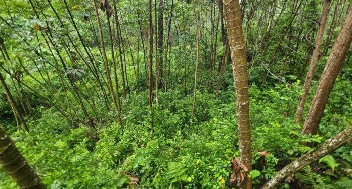Aseguran más de 16 mil arbustos de coca en Atlántida
