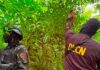 Localizan 5,500 plantas de coca en Colón durante operativo antidrogas