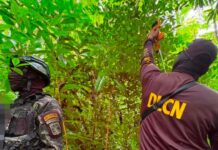 Localizan 5,500 plantas de coca en Colón durante operativo antidrogas