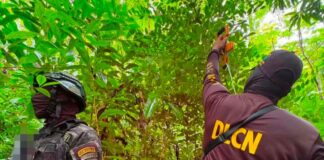 Localizan 5,500 plantas de coca en Colón durante operativo antidrogas