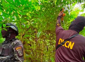 Localizan 5,500 plantas de coca en Colón durante operativo antidrogas