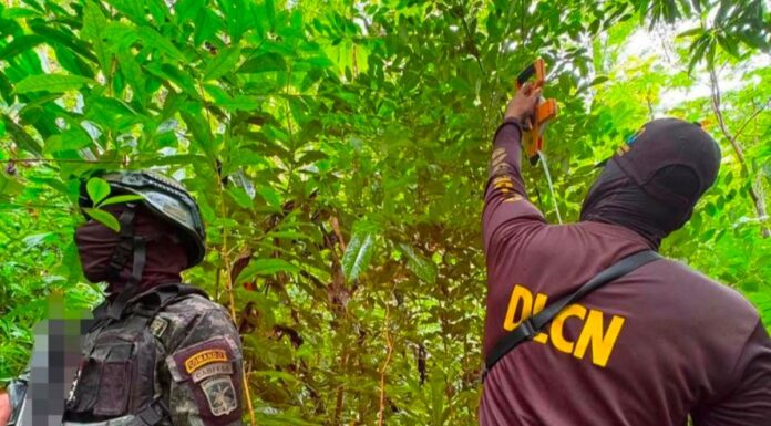 Localizan 5,500 plantas de coca en Colón durante operativo antidrogas