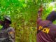 Localizan 5,500 plantas de coca en Colón durante operativo antidrogas