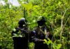 Autoridades localizan más de 16,500 arbustos de hoja de coca en Colón durante operativo antidrogas