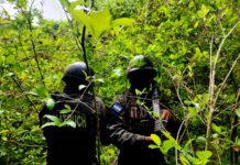 Autoridades localizan más de 16,500 arbustos de hoja de coca en Colón durante operativo antidrogas