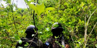 Autoridades localizan más de 16,500 arbustos de hoja de coca en Colón durante operativo antidrogas