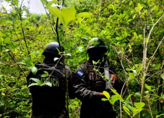 Autoridades localizan más de 16,500 arbustos de hoja de coca en Colón durante operativo antidrogas