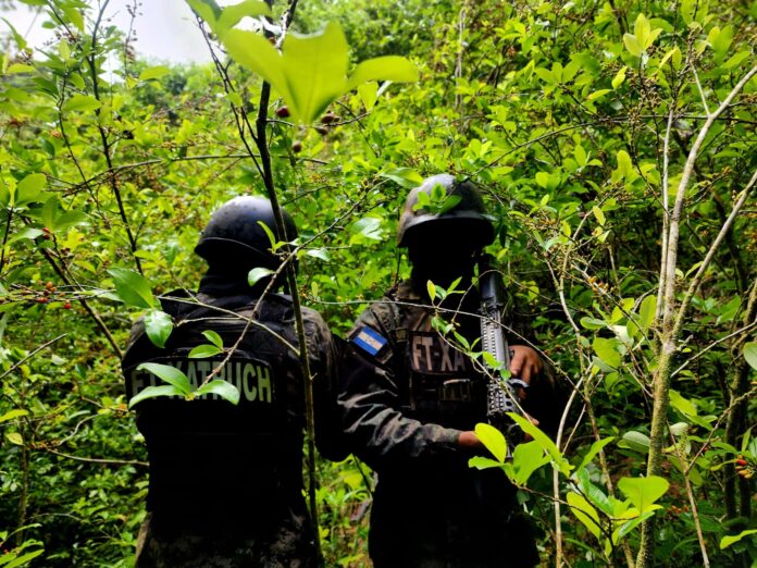 Localizan-mas-de-16500-arbustos-de-hoja-de-coca-en-Colon