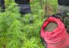 Aseguran 12 mil plantas de marihuana y 20 libras listas para la venta en Marale